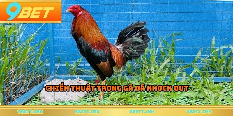 Chiến thuật trong gà đá knock out