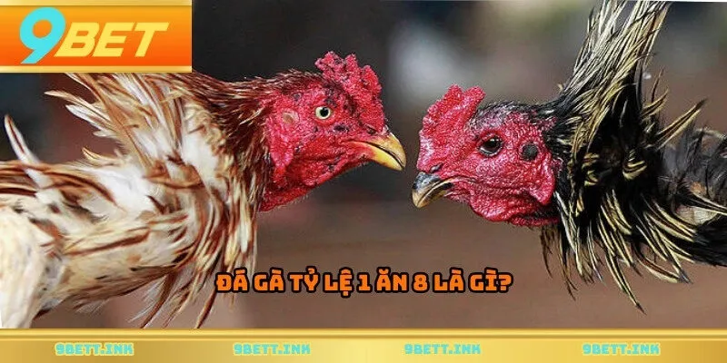 Đá gà tỷ lệ 1 ăn 8 là gì?