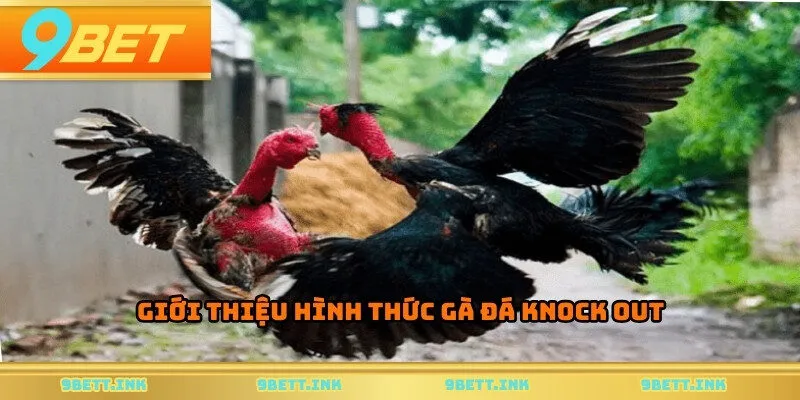 Giới thiệu hình thức gà đá knock out