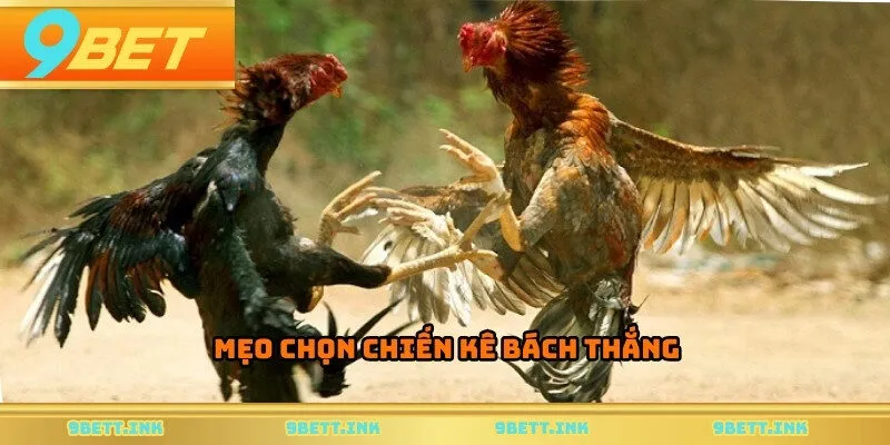 Mẹo chọn chiến kê bách thắng