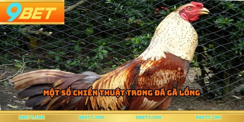 Một số chiến thuật trong đá gà lồng
