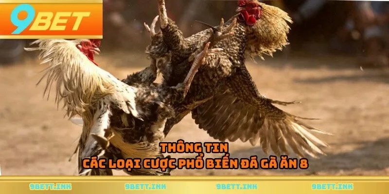 Thông tin các loại cược phổ biến đá gà ăn 8