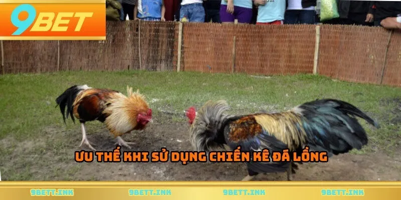 Ưu thế khi sử dụng chiến kê đá lồng